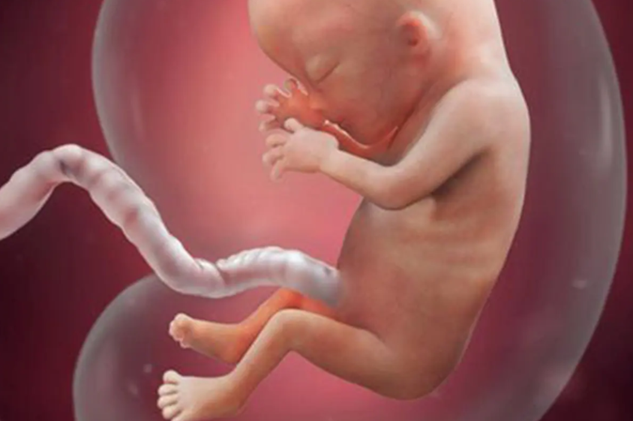 23周宝宝在肚子里图片图片